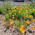 California Poppy