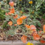 General Native Green Inc, Sustainable Landscape Design California, Sustainable Landscape Design CA, Sustainable Landscape Design Tujunga California, Sustainable Landscape Design Tujunga CA, Native Plants Tujunga California, Native Plants Tujunga CA, Mulch Application Tujunga California, Mulch Application Tujunga CA, Gardening Services Tujunga California, Gardening Services Tujunga CA, General Yard Tujunga California, General Yard Tujunga CA, Water Saving Irrigation Tujunga California, Water Saving Irrigation Tujunga CA, Artificial Turf Tujunga California, Artificial Turf Tujunga CA, Tree Trimming Tujunga California, Tree Trimming Tujunga CA, Brush Clearances Tujunga California, Brush Clearances Tujunga CA, Gutter Cleaning Tujunga California, Gutter Cleaning Tujunga CA, Hardscapes Tujunga California, Hardscapes Tujunga CA, Block Walls Tujunga California, Block Walls Tujunga CA, Landscape Lighting Tujunga California, Landscape Lighting Tujunga CA, Sustainable Landscape Design La Crescenta-Montrose California, Sustainable Landscape Design La Crescenta-Montrose CA, Native Plants La Crescenta-Montrose California, Native Plants La Crescenta-Montrose CA, Mulch Application La Crescenta-Montrose California, Mulch Application La Crescenta-Montrose CA, Gardening Services La Crescenta-Montrose California, Gardening Services La Crescenta-Montrose CA, General Yard La Crescenta-Montrose California, General Yard La Crescenta-Montrose CA, Water Saving Irrigation La Crescenta-Montrose California, Water Saving Irrigation La Crescenta-Montrose CA, Artificial Turf La Crescenta-Montrose California, Artificial Turf La Crescenta-Montrose CA, Tree Trimming La Crescenta-Montrose California, Tree Trimming La Crescenta-Montrose CA, Brush Clearances La Crescenta-Montrose California, Brush Clearances La Crescenta-Montrose CA, Gutter Cleaning La Crescenta-Montrose California, Gutter Cleaning La Crescenta-Montrose CA, Hardscapes La Crescenta-Montrose California, Hardscapes La Crescenta-Montrose CA, Block Walls La Crescenta-Montrose California, Block Walls La Crescenta-Montrose CA, Landscape Lighting La Crescenta-Montrose California, Landscape Lighting La Crescenta-Montrose CA, Sustainable Landscape Design Silver Lake California, Sustainable Landscape Design Silver Lake CA, Native Plants Silver Lake California, Native Plants Silver Lake CA, Mulch Application Silver Lake California, Mulch Application Silver Lake CA, Gardening Services Silver Lake California, Gardening Services Silver Lake CA, General Yard Silver Lake California, General Yard Silver Lake CA, Water Saving Irrigation Silver Lake California, Water Saving Irrigation Silver Lake CA, Artificial Turf Silver Lake California, Artificial Turf Silver Lake CA, Tree Trimming Silver Lake California, Tree Trimming Silver Lake CA, Brush Clearances Silver Lake California, Brush Clearances Silver Lake CA, Gutter Cleaning Silver Lake California, Gutter Cleaning Silver Lake CA, Hardscapes Silver Lake California, Hardscapes Silver Lake CA, Block Walls Silver Lake California, Block Walls Silver Lake CA, Landscape Lighting Silver Lake California, Landscape Lighting Silver Lake CA, Sustainable Landscape Design Echo Park California, Sustainable Landscape Design Echo Park CA, Native Plants Echo Park California, Native Plants Echo Park CA, Mulch Application Echo Park California, Mulch Application Echo Park CA, Gardening Services Echo Park California, Gardening Services Echo Park CA, General Yard Echo Park California, General Yard Echo Park CA, Water Saving Irrigation Echo Park California, Water Saving Irrigation Echo Park CA, Artificial Turf Echo Park California, Artificial Turf Echo Park CA, Tree Trimming Echo Park California, Tree Trimming Echo Park CA, Brush Clearances Echo Park California, Brush Clearances Echo Park CA, Gutter Cleaning Echo Park California, Gutter Cleaning Echo Park CA, Hardscapes Echo Park California, Hardscapes Echo Park CA, Block Walls Echo Park California, Block Walls Echo Park CA, Landscape Lighting Echo Park California, Landscape Lighting Echo Park CA, Sustainable Landscape Design Shadow Hills California, Sustainable Landscape Design Shadow Hills CA, Native Plants Shadow Hills California, Native Plants Shadow Hills CA, Mulch Application Shadow Hills California, Mulch Application Shadow Hills CA, Gardening Services Shadow Hills California, Gardening Services Shadow Hills CA, General Yard Shadow Hills California, General Yard Shadow Hills CA, Water Saving Irrigation Shadow Hills California, Water Saving Irrigation Shadow Hills CA, Artificial Turf Shadow Hills California, Artificial Turf Shadow Hills CA, Tree Trimming Shadow Hills California, Tree Trimming Shadow Hills CA, Brush Clearances Shadow Hills California, Brush Clearances Shadow Hills CA, Gutter Cleaning Shadow Hills California, Gutter Cleaning Shadow Hills CA, Hardscapes Shadow Hills California, Hardscapes Shadow Hills CA, Block Walls Shadow Hills California, Block Walls Shadow Hills CA, Landscape Lighting Shadow Hills California, Landscape Lighting Shadow Hills CA, Sustainable Landscape Design North Hills California, Sustainable Landscape Design North Hills CA, Native Plants North Hills California, Native Plants North Hills CA, Mulch Application North Hills California, Mulch Application North Hills CA, Gardening Services North Hills California, Gardening Services North Hills CA, General Yard North Hills California, General Yard North Hills CA, Water Saving Irrigation North Hills California, Water Saving Irrigation North Hills CA, Artificial Turf North Hills California, Artificial Turf North Hills CA, Tree Trimming North Hills California, Tree Trimming North Hills CA, Brush Clearances North Hills California, Brush Clearances North Hills CA, Gutter Cleaning North Hills California, Gutter Cleaning North Hills CA, Hardscapes North Hills California, Hardscapes North Hills CA, Block Walls North Hills California, Block Walls North Hills CA, Landscape Lighting North Hills California, Landscape Lighting North Hills CA, Sustainable Landscape Design Encino California, Sustainable Landscape Design Encino CA, Native Plants Encino California, Native Plants Encino CA, Mulch Application Encino California, Mulch Application Encino CA, Gardening Services Encino California, Gardening Services Encino CA, General Yard Encino California, General Yard Encino CA, Water Saving Irrigation Encino California, Water Saving Irrigation Encino CA, Artificial Turf Encino California, Artificial Turf Encino CA, Tree Trimming Encino California, Tree Trimming Encino CA, Brush Clearances Encino California, Brush Clearances Encino CA, Gutter Cleaning Encino California, Gutter Cleaning Encino CA, Hardscapes Encino California, Hardscapes Encino CA, Block Walls Encino California, Block Walls Encino CA, Landscape Lighting Encino California, Landscape Lighting Encino CA, Sustainable Landscape Design Reseda California, Sustainable Landscape Design Reseda CA, Native Plants Reseda California, Native Plants Reseda CA, Mulch Application Reseda California, Mulch Application Reseda CA, Gardening Services Reseda California, Gardening Services Reseda CA, General Yard Reseda California, General Yard Reseda CA, Water Saving Irrigation Reseda California, Water Saving Irrigation Reseda CA, Artificial Turf Reseda California, Artificial Turf Reseda CA, Tree Trimming Reseda California, Tree Trimming Reseda CA, Brush Clearances Reseda California, Brush Clearances Reseda CA, Gutter Cleaning Reseda California, Gutter Cleaning Reseda CA, Hardscapes Reseda California, Hardscapes Reseda CA, Block Walls Reseda California, Block Walls Reseda CA, Landscape Lighting Reseda California, Landscape Lighting Reseda CA, Sustainable Landscape Design Van Nuys California, Sustainable Landscape Design Van Nuys CA, Native Plants Van Nuys California, Native Plants Van Nuys CA, Mulch Application Van Nuys California, Mulch Application Van Nuys CA, Gardening Services Van Nuys California, Gardening Services Van Nuys CA, General Yard Van Nuys California, General Yard Van Nuys CA, Water Saving Irrigation Van Nuys California, Water Saving Irrigation Van Nuys CA, Artificial Turf Van Nuys California, Artificial Turf Van Nuys CA, Tree Trimming Van Nuys California, Tree Trimming Van Nuys CA, Brush Clearances Van Nuys California, Brush Clearances Van Nuys CA, Gutter Cleaning Van Nuys California, Gutter Cleaning Van Nuys CA, Hardscapes Van Nuys California, Hardscapes Van Nuys CA, Block Walls Van Nuys California, Block Walls Van Nuys CA, Landscape Lighting Van Nuys California, Landscape Lighting Van Nuys CA, Sustainable Landscape Design North Hollywood California, Sustainable Landscape Design North Hollywood CA, Native Plants North Hollywood California, Native Plants North Hollywood CA, Mulch Application North Hollywood California, Mulch Application North Hollywood CA, Gardening Services North Hollywood California, Gardening Services North Hollywood CA, General Yard North Hollywood California, General Yard North Hollywood CA, Water Saving Irrigation North Hollywood California, Water Saving Irrigation North Hollywood CA, Artificial Turf North Hollywood California, Artificial Turf North Hollywood CA, Tree Trimming North Hollywood California, Tree Trimming North Hollywood CA, Brush Clearances North Hollywood California, Brush Clearances North Hollywood CA, Gutter Cleaning North Hollywood California, Gutter Cleaning North Hollywood CA, Hardscapes North Hollywood California, Hardscapes North Hollywood CA, Block Walls North Hollywood California, Block Walls North Hollywood CA, Landscape Lighting North Hollywood California, Landscape Lighting North Hollywood CA, Sustainable Landscape Design Burbank California, Sustainable Landscape Design Burbank CA, Native Plants Burbank California, Native Plants Burbank CA, Mulch Application Burbank California, Mulch Application Burbank CA, Gardening Services Burbank California, Gardening Services Burbank CA, General Yard Burbank California, General Yard Burbank CA, Water Saving Irrigation Burbank California, Water Saving Irrigation Burbank CA, Artificial Turf Burbank California, Artificial Turf Burbank CA, Tree Trimming Burbank California, Tree Trimming Burbank CA, Brush Clearances Burbank California, Brush Clearances Burbank CA, Gutter Cleaning Burbank California, Gutter Cleaning Burbank CA, Hardscapes Burbank California, Hardscapes Burbank CA, Block Walls Burbank California, Block Walls Burbank CA, Landscape Lighting Burbank California, Landscape Lighting Burbank CA, Sustainable Landscape Design Eagle Rock California, Sustainable Landscape Design Eagle Rock CA, Native Plants Eagle Rock California, Native Plants Eagle Rock CA, Mulch Application Eagle Rock California, Mulch Application Eagle Rock CA, Gardening Services Eagle Rock California, Gardening Services Eagle Rock CA, General Yard Eagle Rock California, General Yard Eagle Rock CA, Water Saving Irrigation Eagle Rock California, Water Saving Irrigation Eagle Rock CA, Artificial Turf Eagle Rock California, Artificial Turf Eagle Rock CA, Tree Trimming Eagle Rock California, Tree Trimming Eagle Rock CA, Brush Clearances Eagle Rock California, Brush Clearances Eagle Rock CA, Gutter Cleaning Eagle Rock California, Gutter Cleaning Eagle Rock CA, Hardscapes Eagle Rock California, Hardscapes Eagle Rock CA, Block Walls Eagle Rock California, Block Walls Eagle Rock CA, Landscape Lighting Eagle Rock California, Landscape Lighting Eagle Rock CA, Sustainable Landscape Design Highland Park California, Sustainable Landscape Design Highland Park CA, Native Plants Highland Park California, Native Plants Highland Park CA, Mulch Application Highland Park California, Mulch Application Highland Park CA, Gardening Services Highland Park California, Gardening Services Highland Park CA, General Yard Highland Park California, General Yard Highland Park CA, Water Saving Irrigation Highland Park California, Water Saving Irrigation Highland Park CA, Artificial Turf Highland Park California, Artificial Turf Highland Park CA, Tree Trimming Highland Park California, Tree Trimming Highland Park CA, Brush Clearances Highland Park California, Brush Clearances Highland Park CA, Gutter Cleaning Highland Park California, Gutter Cleaning Highland Park CA, Hardscapes Highland Park California, Hardscapes Highland Park CA, Block Walls Highland Park California, Block Walls Highland Park CA, Landscape Lighting Highland Park California, Landscape Lighting Highland Park CA, Sustainable Landscape Design San Gabriel California, Sustainable Landscape Design San Gabriel CA, Native Plants San Gabriel California, Native Plants San Gabriel CA, Mulch Application San Gabriel California, Mulch Application San Gabriel CA, Gardening Services San Gabriel California, Gardening Services San Gabriel CA, General Yard San Gabriel California, General Yard San Gabriel CA, Water Saving Irrigation San Gabriel California, Water Saving Irrigation San Gabriel CA, Artificial Turf San Gabriel California, Artificial Turf San Gabriel CA, Tree Trimming San Gabriel California, Tree Trimming San Gabriel CA, Brush Clearances San Gabriel California, Brush Clearances San Gabriel CA, Gutter Cleaning San Gabriel California, Gutter Cleaning San Gabriel CA, Hardscapes San Gabriel California, Hardscapes San Gabriel CA, Block Walls San Gabriel California, Block Walls San Gabriel CA, Landscape Lighting San Gabriel California, Landscape Lighting San Gabriel CA, Sustainable Landscape Design Atwater Village California, Sustainable Landscape Design Atwater Village CA, Native Plants Atwater Village California, Native Plants Atwater Village CA, Mulch Application Atwater Village California, Mulch Application Atwater Village CA, Gardening Services Atwater Village California, Gardening Services Atwater Village CA, General Yard Atwater Village California, General Yard Atwater Village CA, Water Saving Irrigation Atwater Village California, Water Saving Irrigation Atwater Village CA, Artificial Turf Atwater Village California, Artificial Turf Atwater Village CA, Tree Trimming Atwater Village California, Tree Trimming Atwater Village CA, Brush Clearances Atwater Village California, Brush Clearances Atwater Village CA, Gutter Cleaning Atwater Village California, Gutter Cleaning Atwater Village CA, Hardscapes Atwater Village California, Hardscapes Atwater Village CA, Block Walls Atwater Village California, Block Walls Atwater Village CA, Landscape Lighting Atwater Village California, Landscape Lighting Atwater Village CA, Sustainable Landscape Design Altadena California, Sustainable Landscape Design Altadena CA, Native Plants Altadena California, Native Plants Altadena CA, Mulch Application Altadena California, Mulch Application Altadena CA, Gardening Services Altadena California, Gardening Services Altadena CA, General Yard Altadena California, General Yard Altadena CA, Water Saving Irrigation Altadena California, Water Saving Irrigation Altadena CA, Artificial Turf Altadena California, Artificial Turf Altadena CA, Tree Trimming Altadena California, Tree Trimming Altadena CA, Brush Clearances Altadena California, Brush Clearances Altadena CA, Gutter Cleaning Altadena California, Gutter Cleaning Altadena CA, Hardscapes Altadena California, Hardscapes Altadena CA, Block Walls Altadena California, Block Walls Altadena CA, Landscape Lighting Altadena California, Landscape Lighting Altadena CA, Sustainable Landscape Design Pasadena California, Sustainable Landscape Design Pasadena CA, Native Plants Pasadena California, Native Plants Pasadena CA, Mulch Application Pasadena California, Mulch Application Pasadena CA, Gardening Services Pasadena California, Gardening Services Pasadena CA, General Yard Pasadena California, General Yard Pasadena CA, Water Saving Irrigation Pasadena California, Water Saving Irrigation Pasadena CA, Artificial Turf Pasadena California, Artificial Turf Pasadena CA, Tree Trimming Pasadena California, Tree Trimming Pasadena CA, Brush Clearances Pasadena California, Brush Clearances Pasadena CA, Gutter Cleaning Pasadena California, Gutter Cleaning Pasadena CA, Hardscapes Pasadena California, Hardscapes Pasadena CA, Block Walls Pasadena California, Block Walls Pasadena CA, Landscape Lighting Pasadena California, Landscape Lighting Pasadena CA, Sustainable Landscape Design Echo Park California, Sustainable Landscape Design Echo Park CA, Native Plants Echo Park California, Native Plants Echo Park CA, Mulch Application Echo Park California, Mulch Application Echo Park CA, Gardening Services Echo Park California, Gardening Services Echo Park CA, General Yard Echo Park California, General Yard Echo Park CA, Water Saving Irrigation Echo Park California, Water Saving Irrigation Echo Park CA, Artificial Turf Echo Park California, Artificial Turf Echo Park CA, Tree Trimming Echo Park California, Tree Trimming Echo Park CA, Brush Clearances Echo Park California, Brush Clearances Echo Park CA, Gutter Cleaning Echo Park California, Gutter Cleaning Echo Park CA, Hardscapes Echo Park California, Hardscapes Echo Park CA, Block Walls Echo Park California, Block Walls Echo Park CA, Landscape Lighting Echo Park California, Landscape Lighting Echo Park CA, Sustainable Landscape Design Granada Hills California, Sustainable Landscape Design Granada Hills CA, Native Plants Granada Hills California, Native Plants Granada Hills CA, Mulch Application Granada Hills California, Mulch Application Granada Hills CA, Gardening Services Granada Hills California, Gardening Services Granada Hills CA, General Yard Granada Hills California, General Yard Granada Hills CA, Water Saving Irrigation Granada Hills California, Water Saving Irrigation Granada Hills CA, Artificial Turf Granada Hills California, Artificial Turf Granada Hills CA, Tree Trimming Granada Hills California, Tree Trimming Granada Hills CA, Brush Clearances Granada Hills California, Brush Clearances Granada Hills CA, Gutter Cleaning Granada Hills California, Gutter Cleaning Granada Hills CA, Hardscapes Granada Hills California, Hardscapes Granada Hills CA, Block Walls Granada Hills California, Block Walls Granada Hills CA, Landscape Lighting Granada Hills California, Landscape Lighting Granada Hills CA, Sustainable Landscape Design Tarzana California, Sustainable Landscape Design Tarzana CA, Native Plants Tarzana California, Native Plants Tarzana CA, Mulch Application Tarzana California, Mulch Application Tarzana CA, Gardening Services Tarzana California, Gardening Services Tarzana CA, General Yard Tarzana California, General Yard Tarzana CA, Water Saving Irrigation Tarzana California, Water Saving Irrigation Tarzana CA, Artificial Turf Tarzana California, Artificial Turf Tarzana CA, Tree Trimming Tarzana California, Tree Trimming Tarzana CA, Brush Clearances Tarzana California, Brush Clearances Tarzana CA, Gutter Cleaning Tarzana California, Gutter Cleaning Tarzana CA, Hardscapes Tarzana California, Hardscapes Tarzana CA, Block Walls Tarzana California, Block Walls Tarzana CA, Landscape Lighting Tarzana California, Landscape Lighting Tarzana CA, Sustainable Landscape Design Porter Ranch California, Sustainable Landscape Design Porter Ranch CA, Native Plants Porter Ranch California, Native Plants Porter Ranch CA, Mulch Application Porter Ranch California, Mulch Application Porter Ranch CA, Gardening Services Porter Ranch California, Gardening Services Porter Ranch CA, General Yard Porter Ranch California, General Yard Porter Ranch CA, Water Saving Irrigation Porter Ranch California, Water Saving Irrigation Porter Ranch CA, Artificial Turf Porter Ranch California, Artificial Turf Porter Ranch CA, Tree Trimming Porter Ranch California, Tree Trimming Porter Ranch CA, Brush Clearances Porter Ranch California, Brush Clearances Porter Ranch CA, Gutter Cleaning Porter Ranch California, Gutter Cleaning Porter Ranch CA, Hardscapes Porter Ranch California, Hardscapes Porter Ranch CA, Block Walls Porter Ranch California, Block Walls Porter Ranch CA, Landscape Lighting Porter Ranch California, Landscape Lighting Porter Ranch CA,